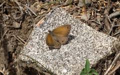 Pharneuptychia phares