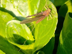 Baetidae