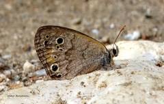 Pharneuptychia phares