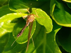Baetidae