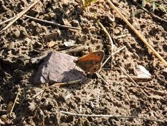 Pharneuptychia phares