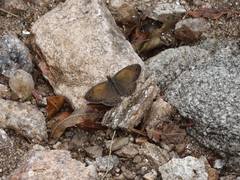 Pharneuptychia phares