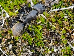Camponotus japonicus
