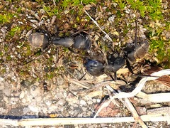 Camponotus japonicus