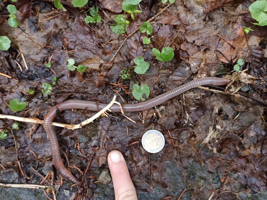 Lumbricus polyphemus