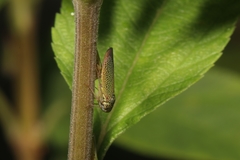Cicadellidae