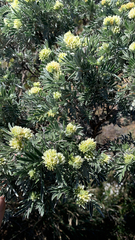 Anthyllis barba-jovis