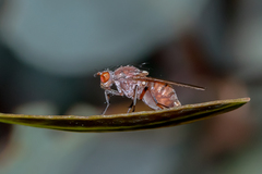 Meiosimyza lineata