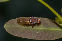 Meiosimyza lineata