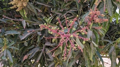 Mangifera indica