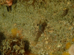 Rhynchocinetes australis