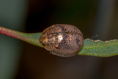 Paropsisterna laesa