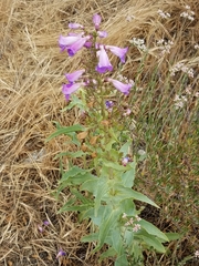 Penstemon spectabilis
