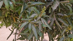 Mangifera indica