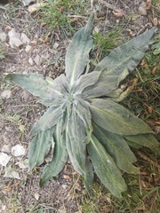 Echium italicum
