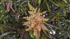 Mangifera indica