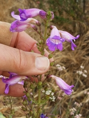 Penstemon spectabilis