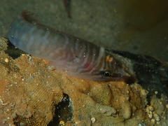 Aspasmogaster tasmaniensis