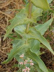 Penstemon spectabilis