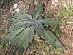 Echium italicum