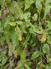 Solanum dulcamara