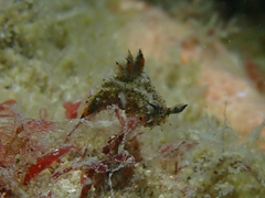 Polycera melanosticta