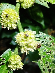 Sabactiopus sauteri