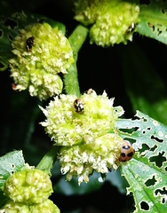 Sabactiopus sauteri