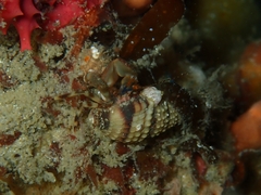 Pagurixus jerviensis