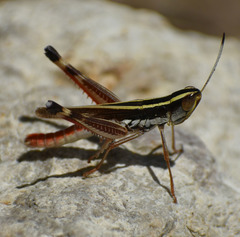 Macrotona picta