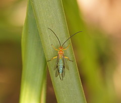 Theronia maculosa