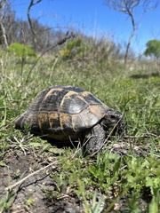 Testudo graeca ibera