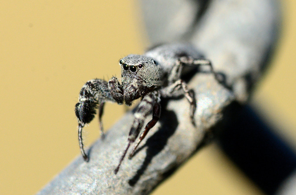 Poultonella alboimmaculata