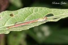 Oxyagrion