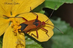 Hypselonotus bitrianguliger