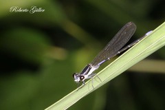 Argia lilacina