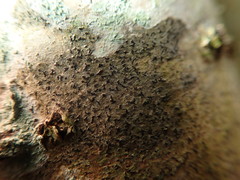 Pseudoschismatomma rufescens