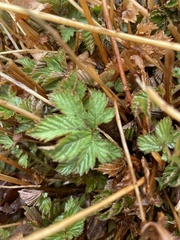 Filipendula rubra