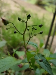 Scrophularia nodosa