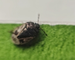 Crocistethus waltlianus