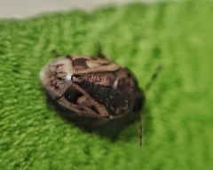 Crocistethus waltlianus