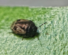 Crocistethus waltlianus