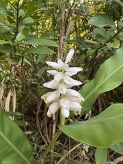 Alpinia hainanensis