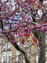 Cercis siliquastrum