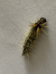 Lepidoptera