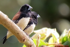 Spermestes bicolor