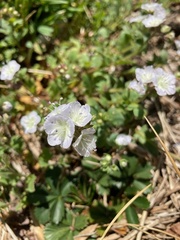 Phacelia dubia