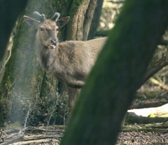 Cervus elaphus italicus
