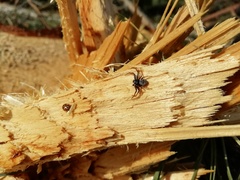 Coriarachne depressa