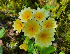 Primula × polyantha